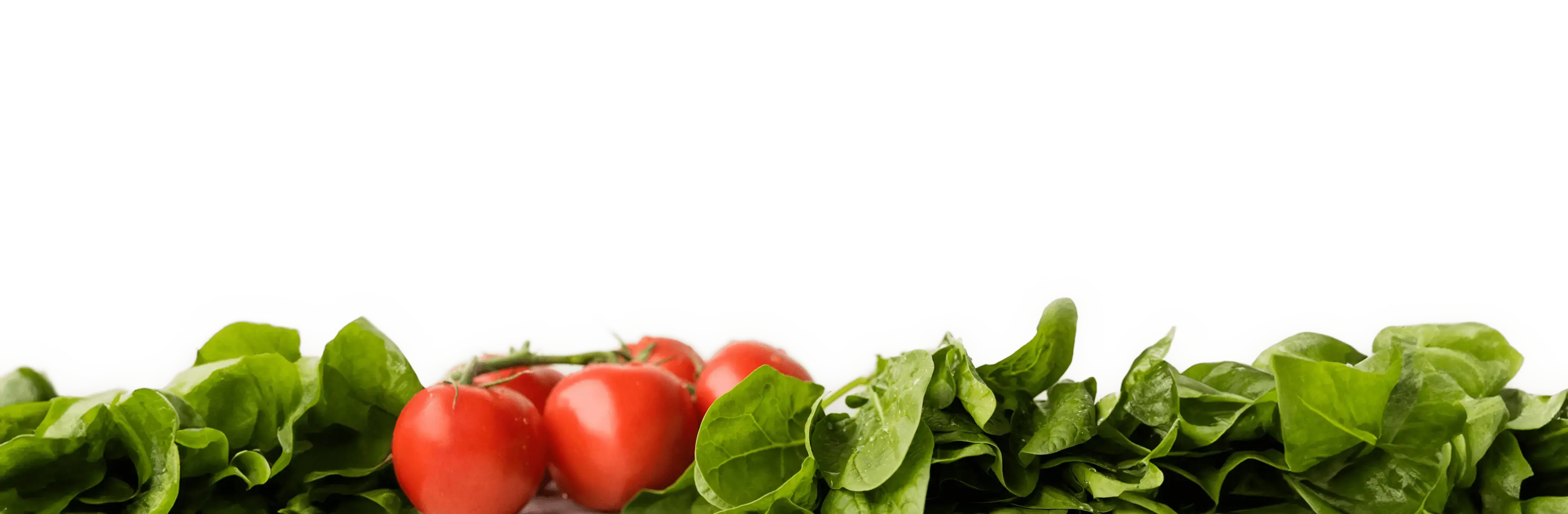 Banner Bottom